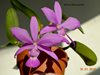 Cattleya walkeriana